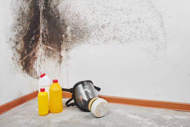 Best Residential Mold Removal  in Davenport, IA