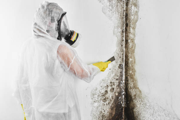 Home Mold Removal in Davenport, IA