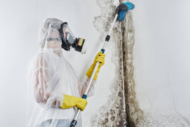 Mold Removal Process in Davenport, IA