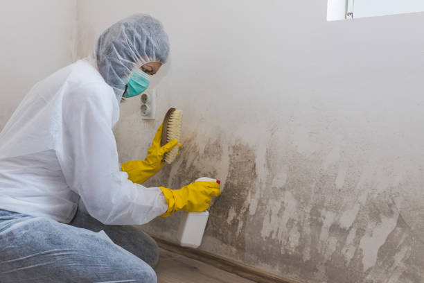 Best Home Mold Removal  in Davenport, IA