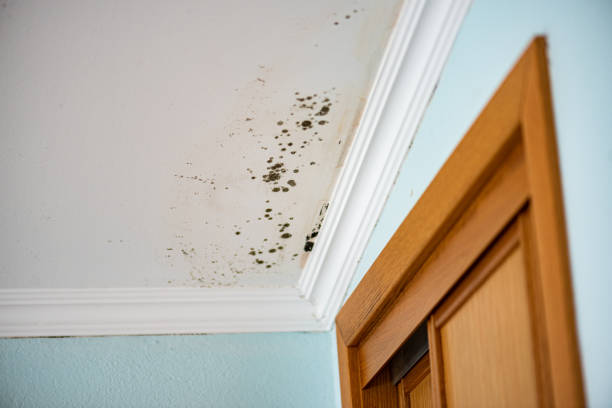 Best Mold Removal Company Near Me  in Davenport, IA