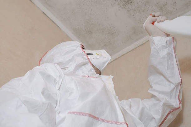Best Toxic Mold Removal  in Davenport, IA
