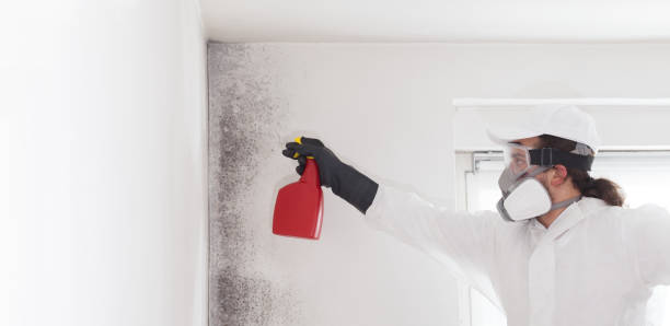 Best Fast Mold Removal  in Davenport, IA