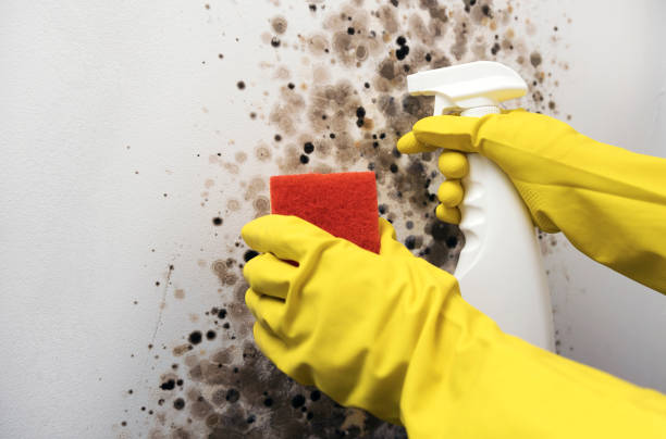 Davenport, IA Mold Removal Company