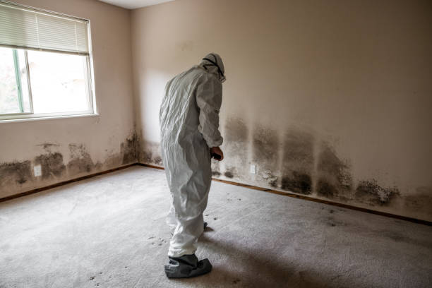 Best Fast Mold Removal  in Davenport, IA