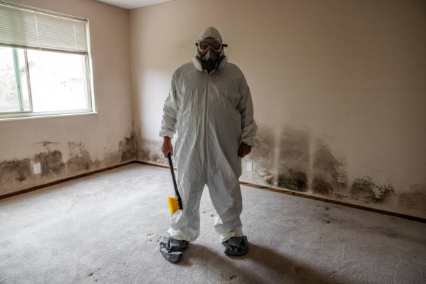Attic Mold Removal in Davenport, IA