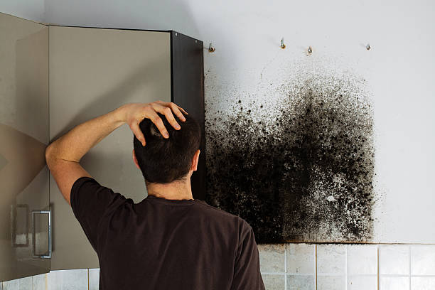 Best Local Mold Removal Service  in Davenport, IA