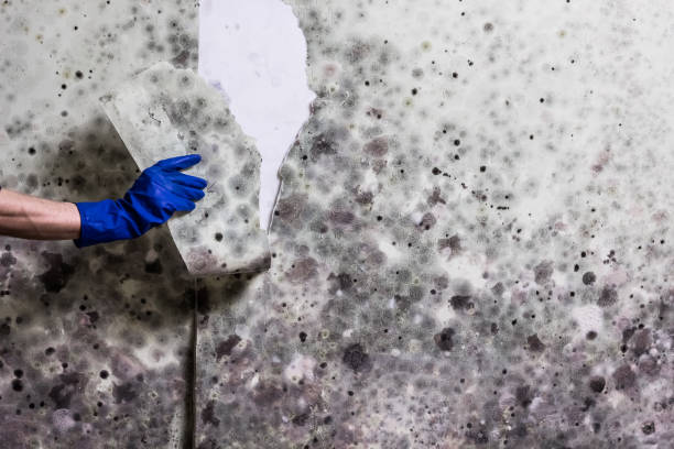 Best Mold Removal Near Me  in Davenport, IA