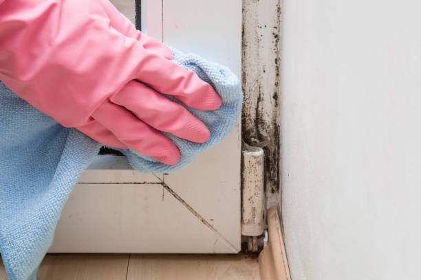 Best Crawl Space Mold Removal  in Davenport, IA