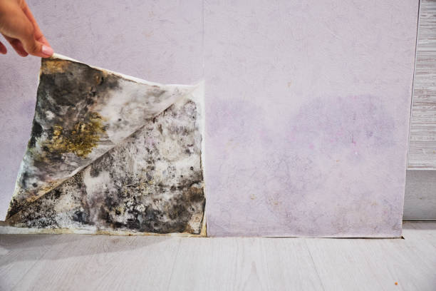 Best Best Mold Removal Companies  in Davenport, IA